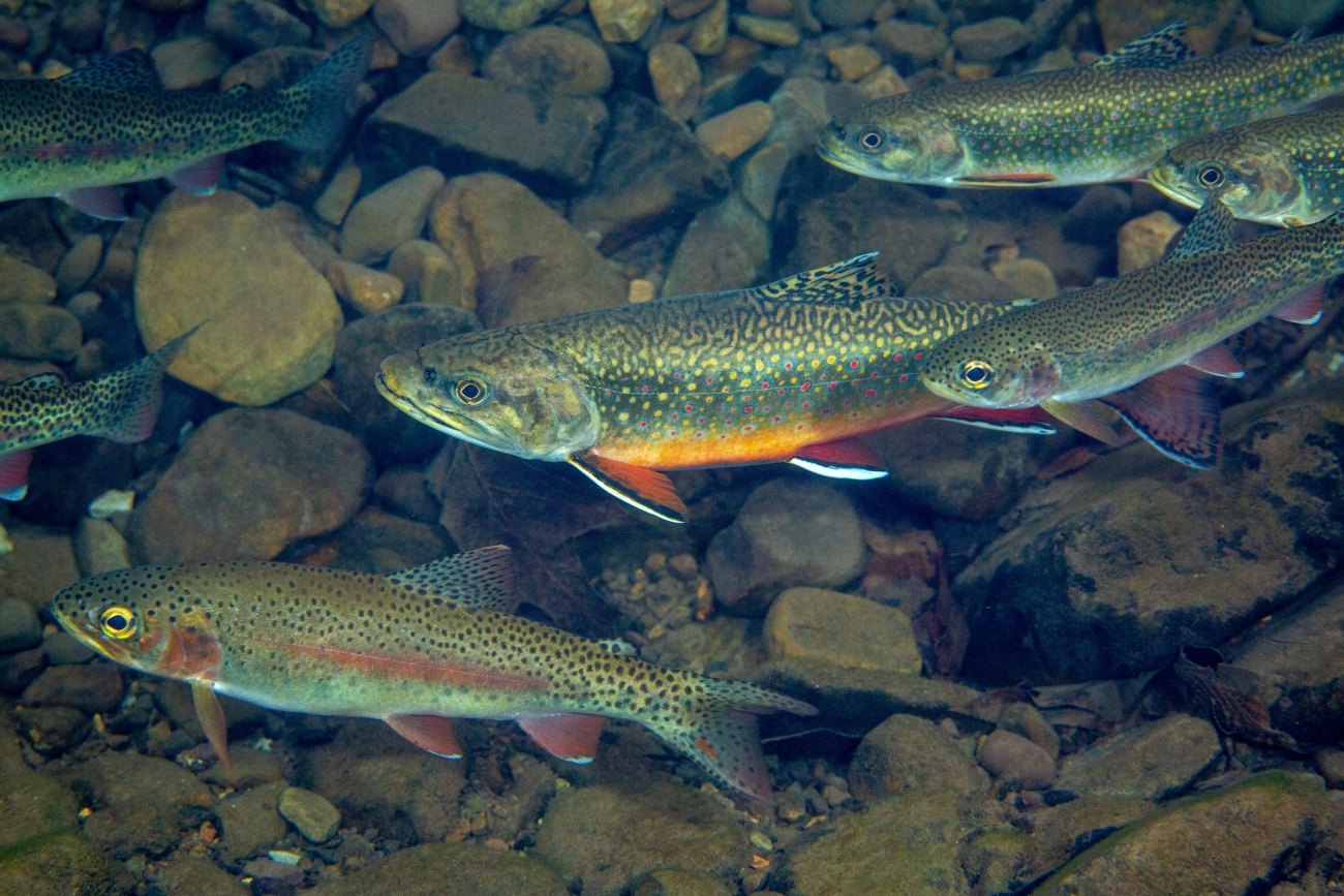 Brook trout over cobble in a clear stream, showing worm-like vermiculation on an olive back, red spots in blue halos, an orange belly and white-and-black leading edges on the lower fins — the rainbow trout at lower left, with a pink lateral stripe and heavy black speckling, has none of it (photo: Ryan Hagerty/USFWS, Seneca Creek, West Virginia — a reference shot of the species, not Colorado water)