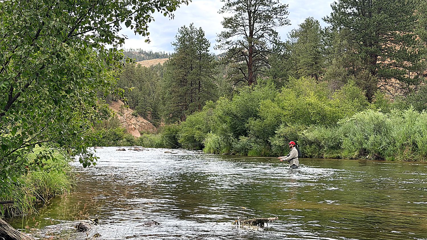 The South Platte run I fished it on — me out in the middle of it, willows crowding the far bank and ponderosa on the canyon wall behind