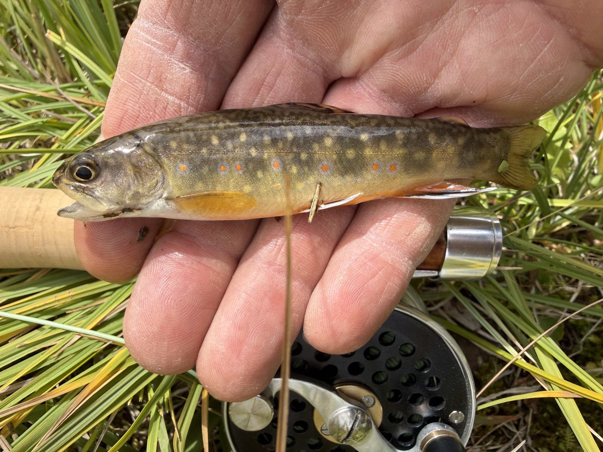 A wild Colorado brook trout held over the Madison's cork grip and click-and-pawl reel