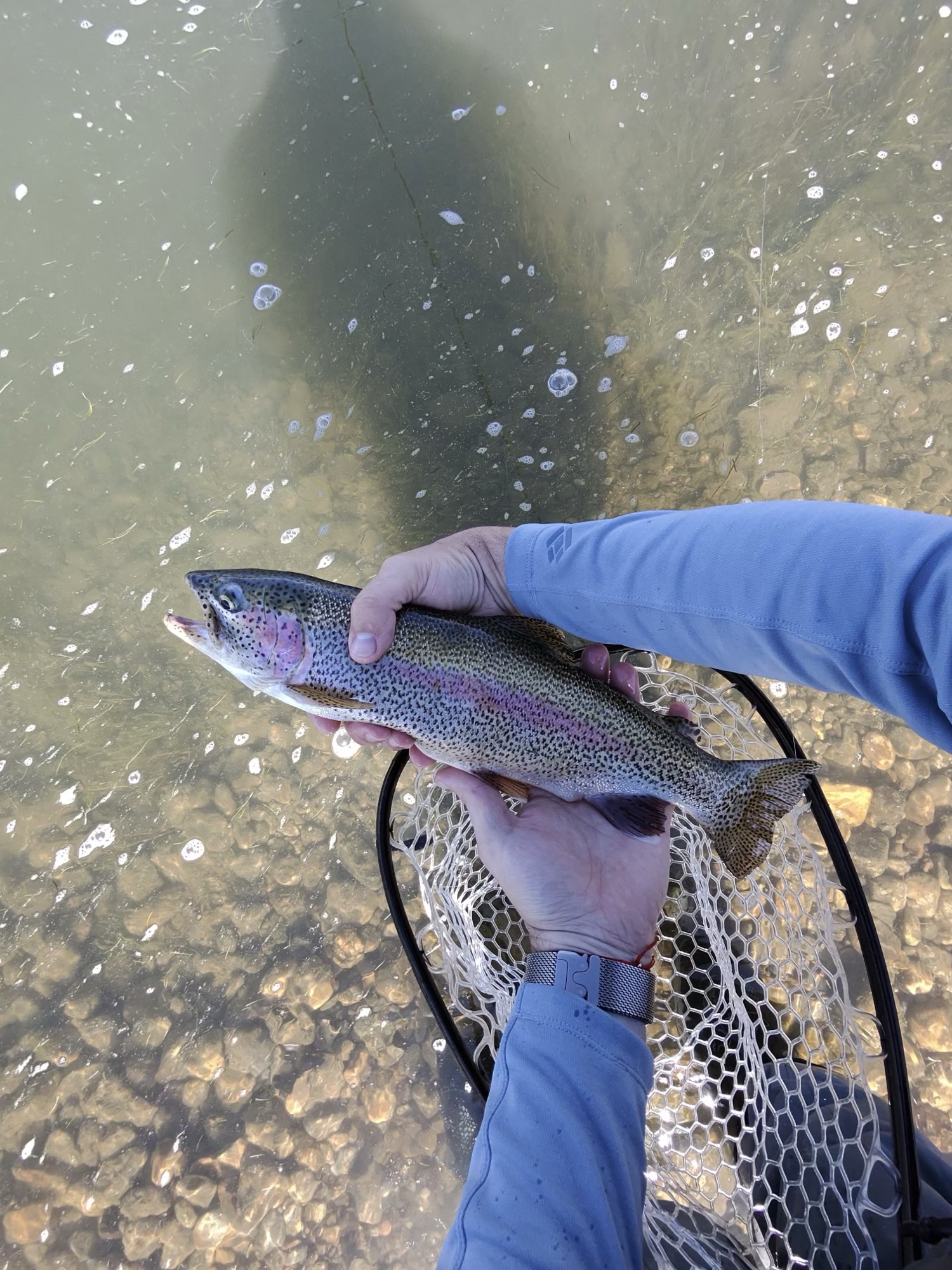 Overhead on a clear South Platte tailwater — a rainbow held over cobble on the nymph leader as the current threads past, moments after the take