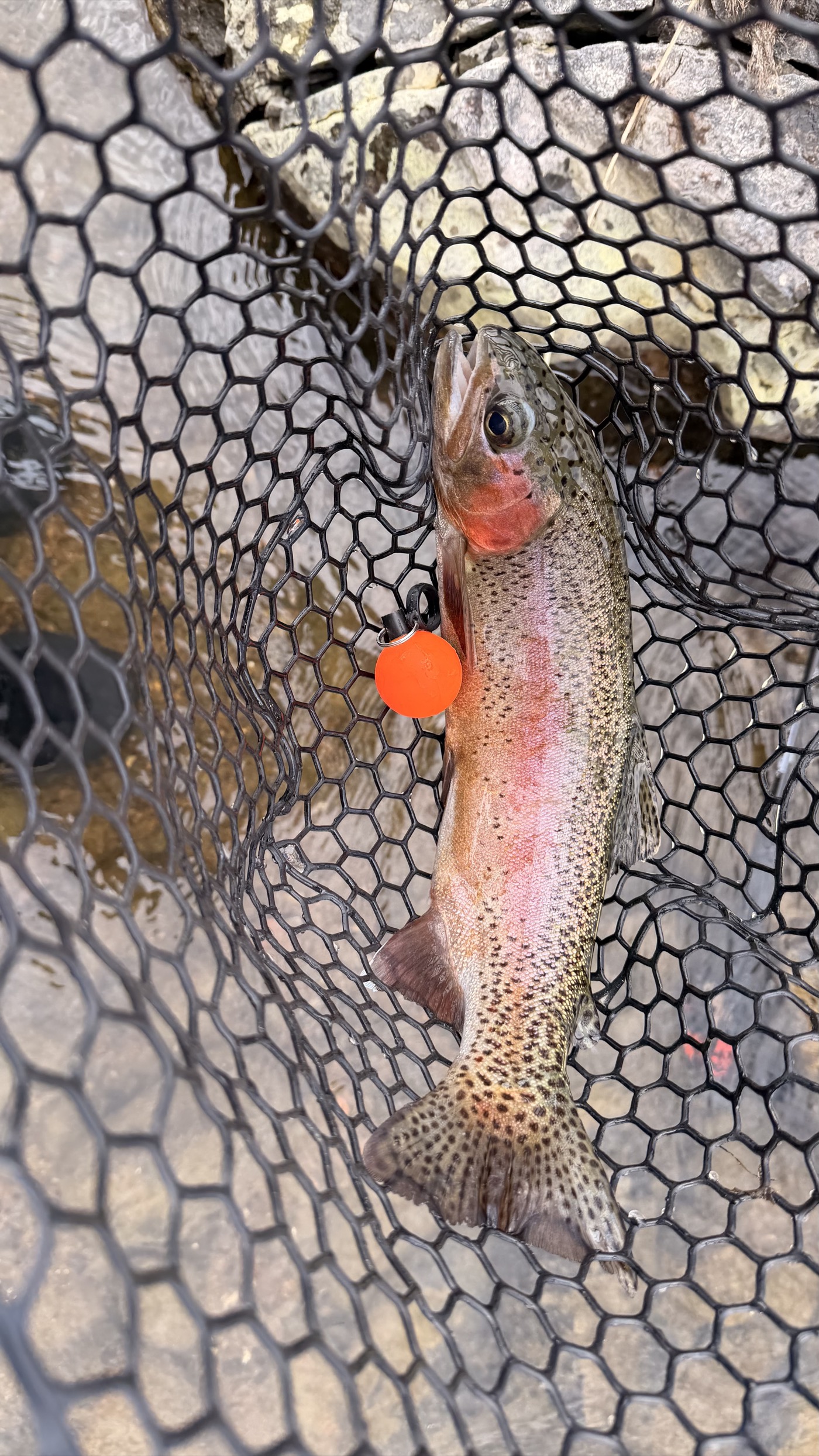 A South Platte rainbow netted on the nymph rig — for all the taper talk, the fly line is the part that actually delivered the cast