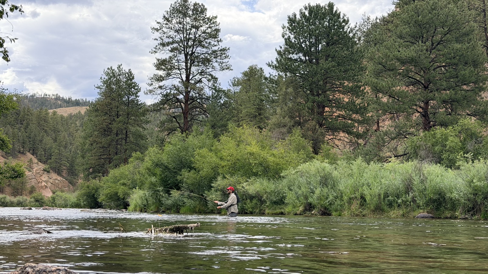 Mid-cast on a South Platte canyon run under ponderosa and red rock, the rod loaded and fly line arcing overhead — the feel of a rod under load is exactly what changes between graphite, glass, and cane.