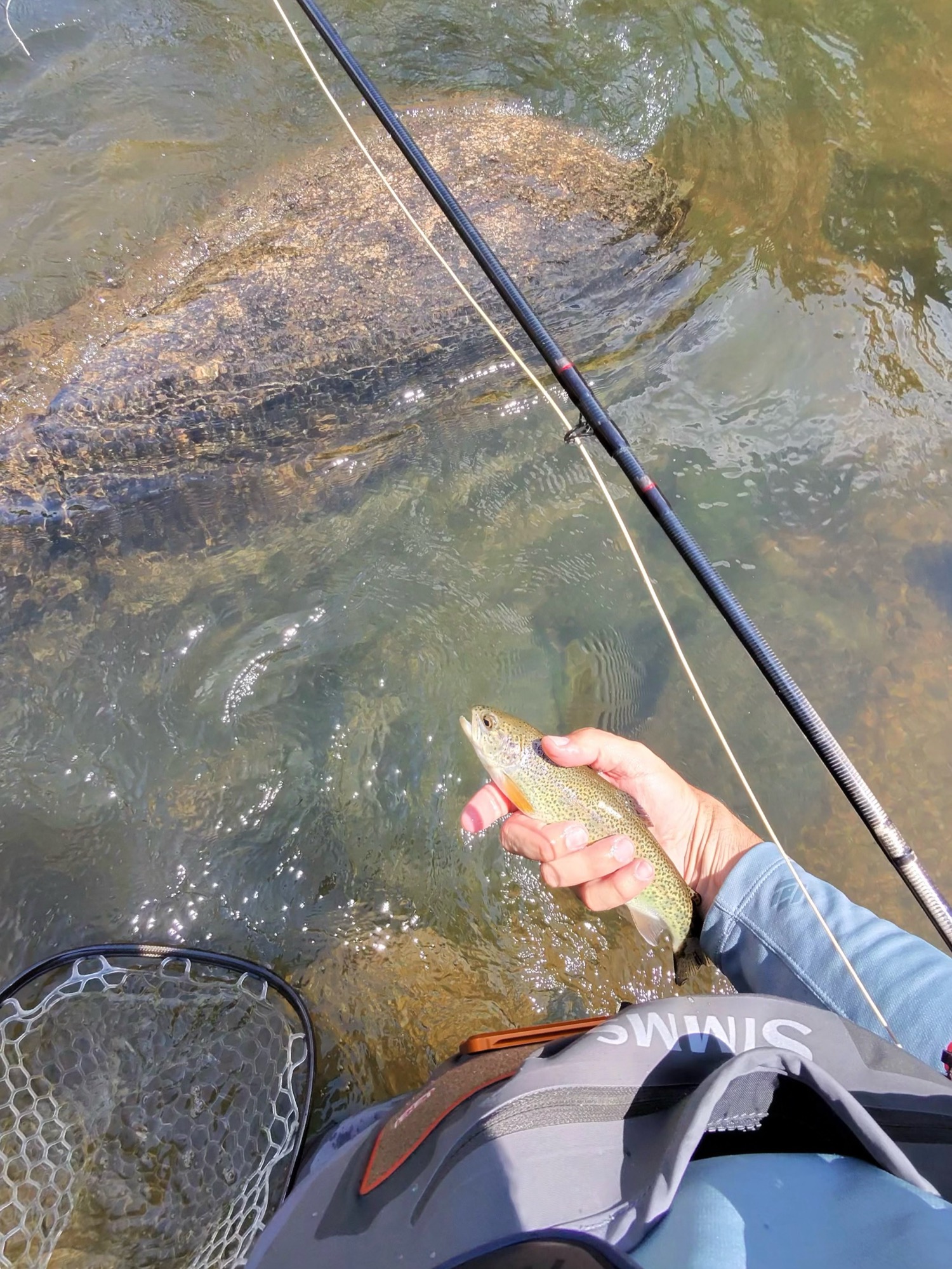 Looking down through gin-clear South Platte water at a submerged boulder and cobble, a rainbow just landed and held over the top — the kind of clarity where you pick the fish out of the streambed before you ever cast