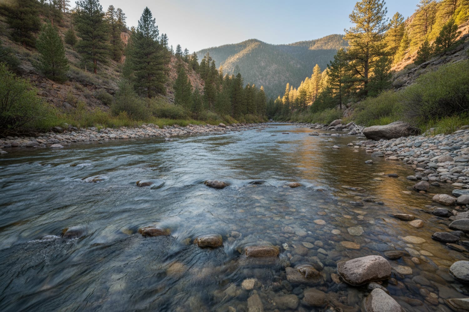 A clear South Platte tailwater run over cobble between low pine-dotted canyon slopes