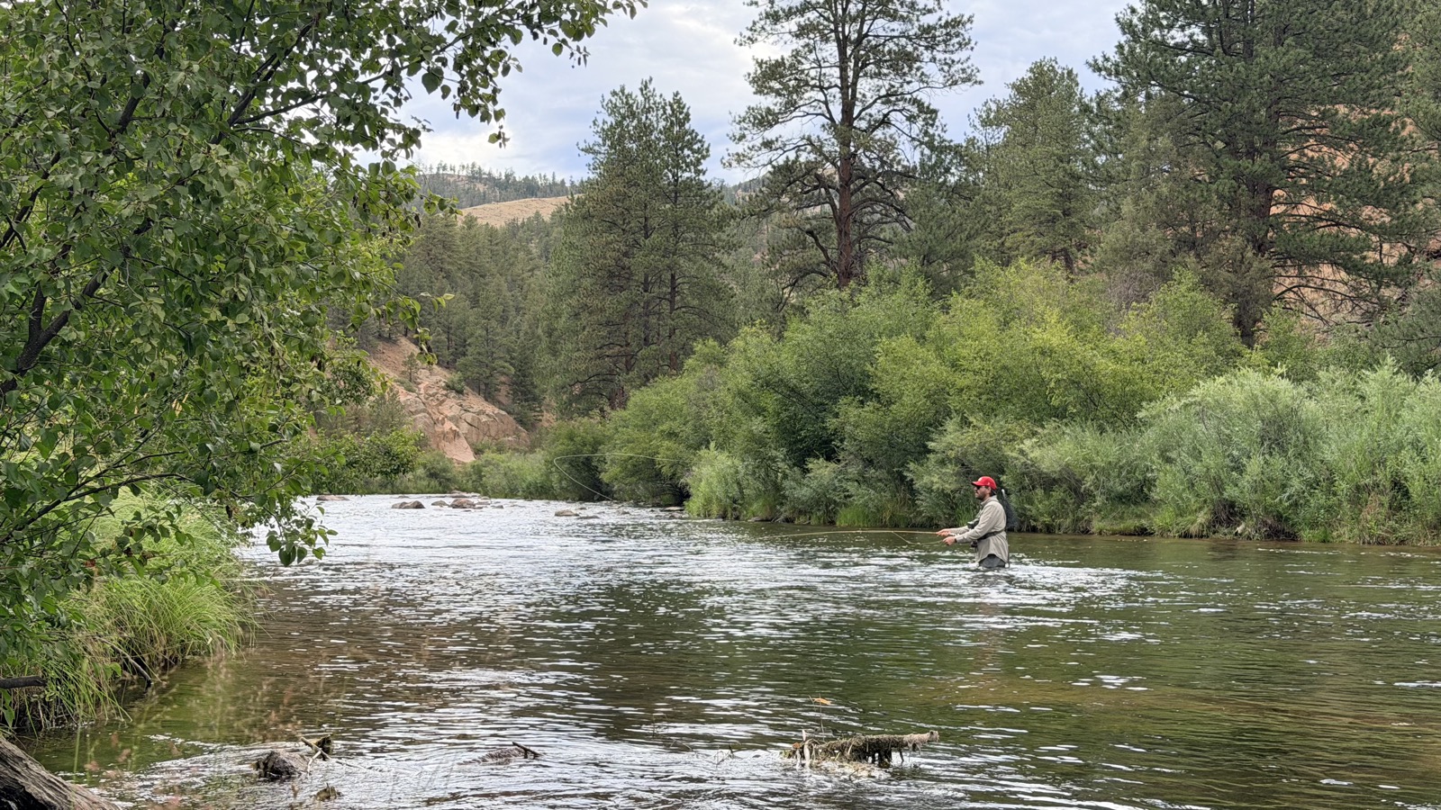Casting a summer South Platte canyon run with the far bank grown thick in green willow and tall streamside grass — the terrain that feeds ants, beetles and hoppers into the drift.